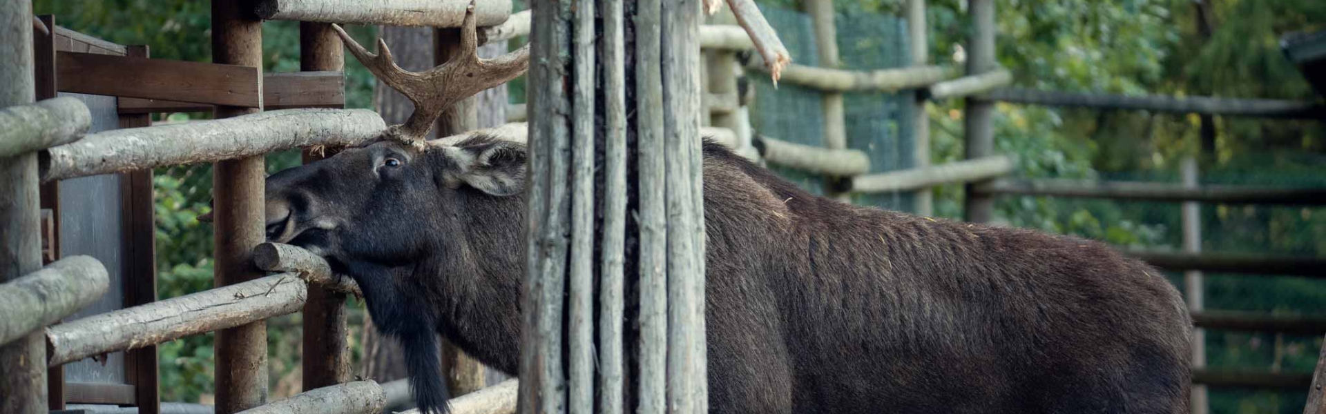 Hirvi – Ähtäri Zoo