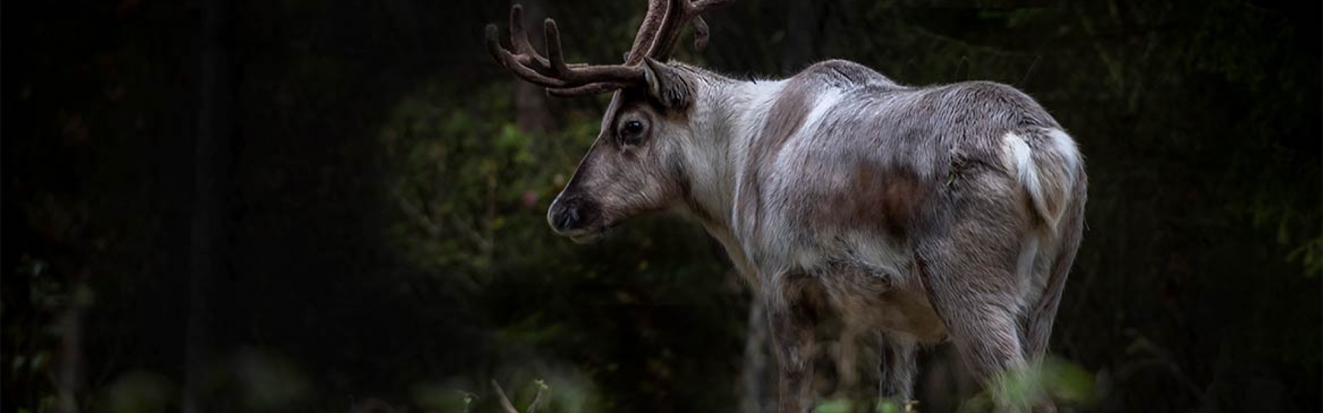 Poro – Ähtäri Zoo