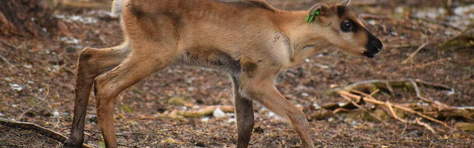 Ensimmäinen villi metsäpeuranvasa syntyi Lauhassa