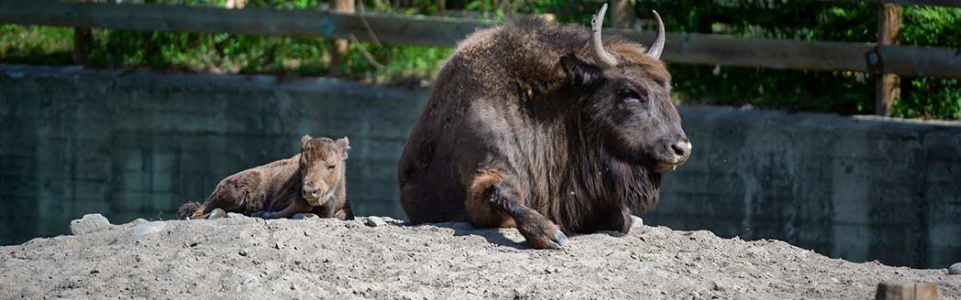 Visentti – Ähtäri Zoo