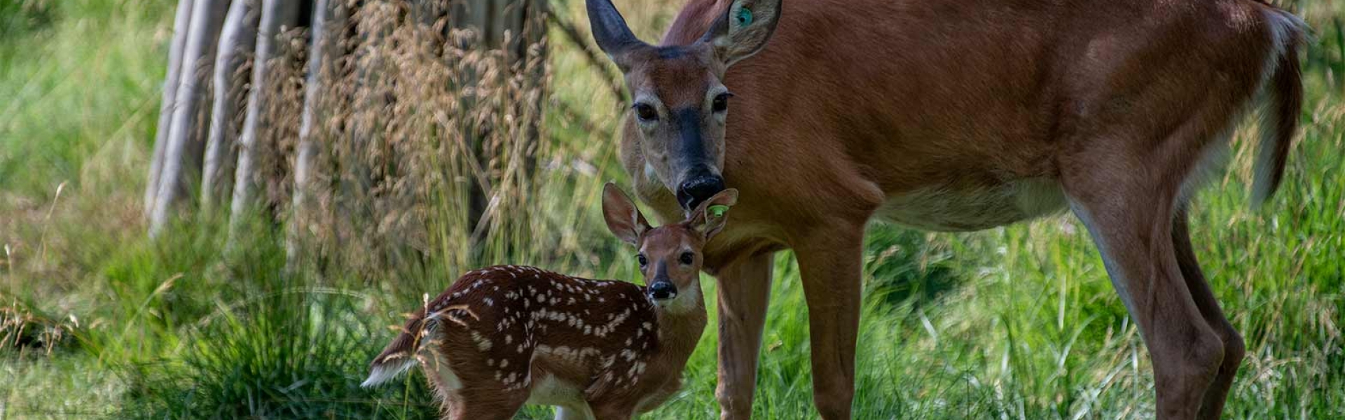 Valkohäntäkauris – Ähtäri Zoo