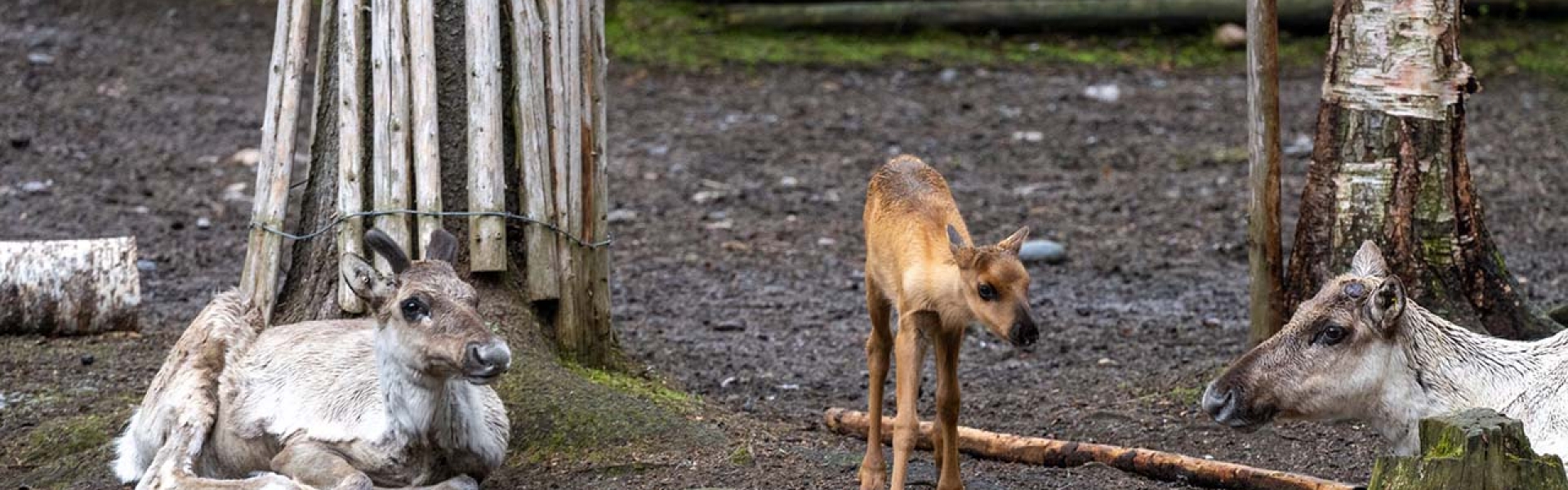 Perheenlisäystä Ähtäri Zoossa