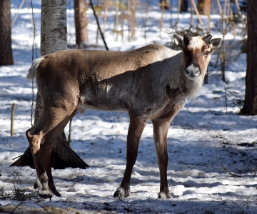 Metsäpeura Korkeasaareen 