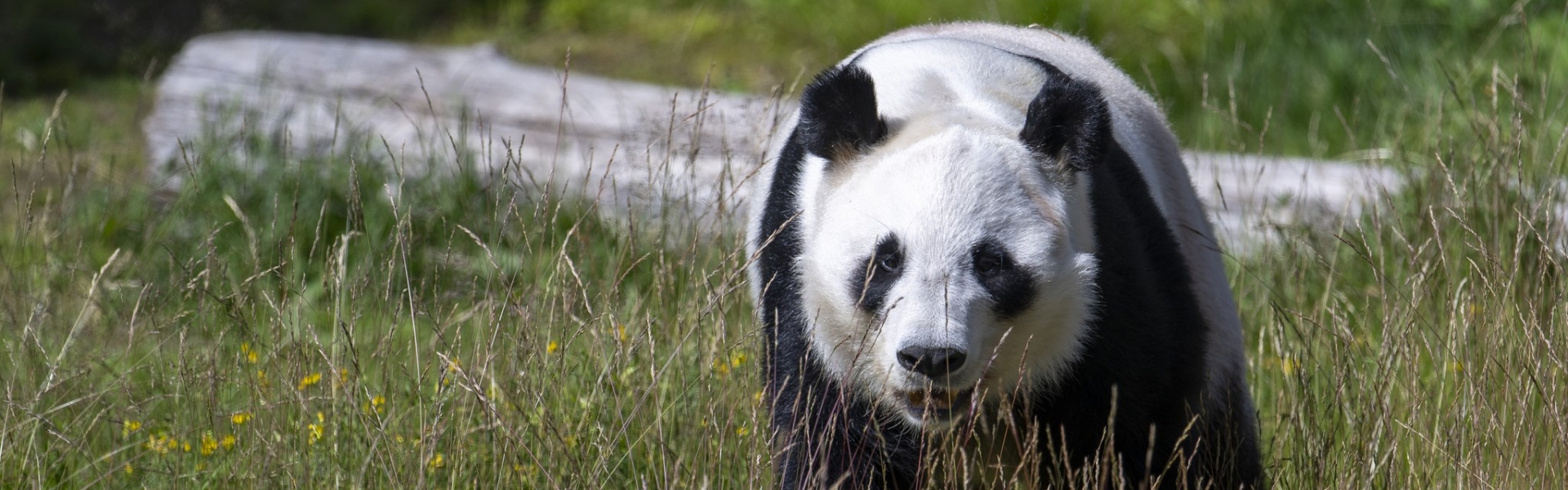 Giant panda