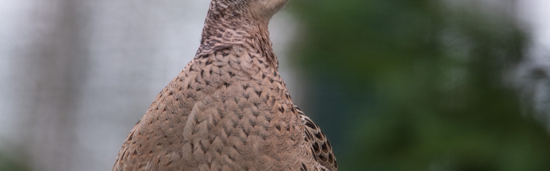 Common pheasant