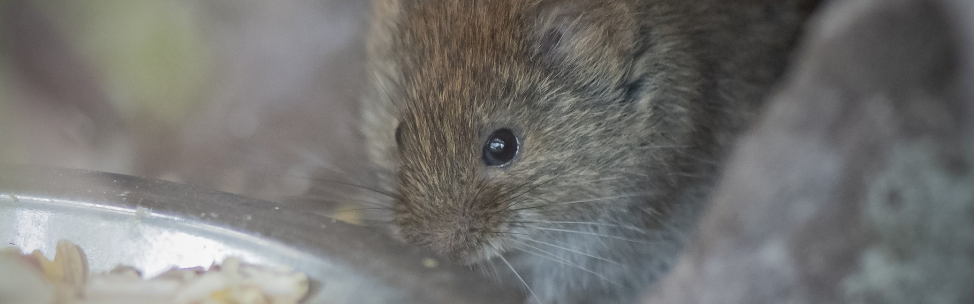 Eurasian harvest mouse