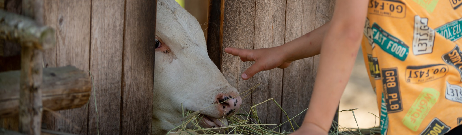 Farmin lehmät saavat rapsutuksia