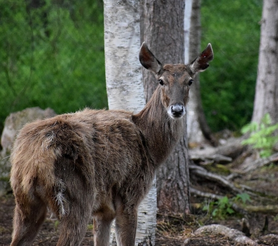 Thorold's deer