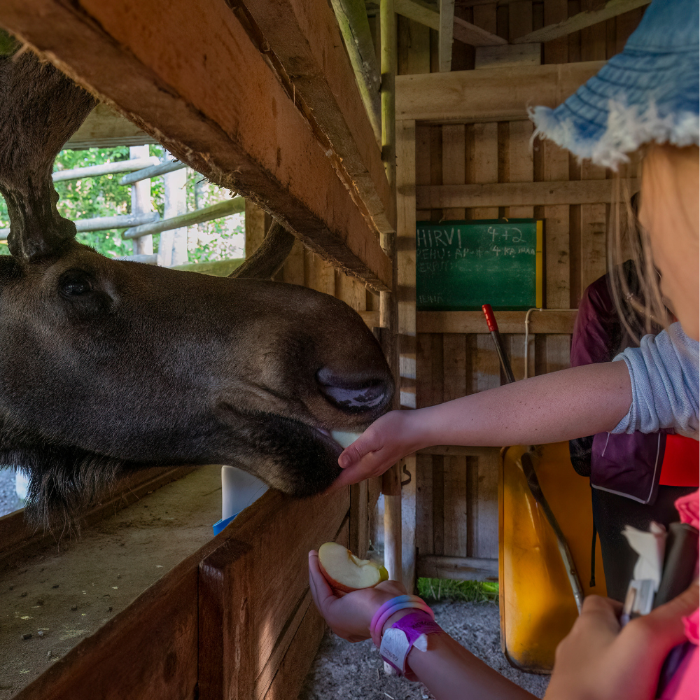 Ähtäri Zoo – Leirikoulu