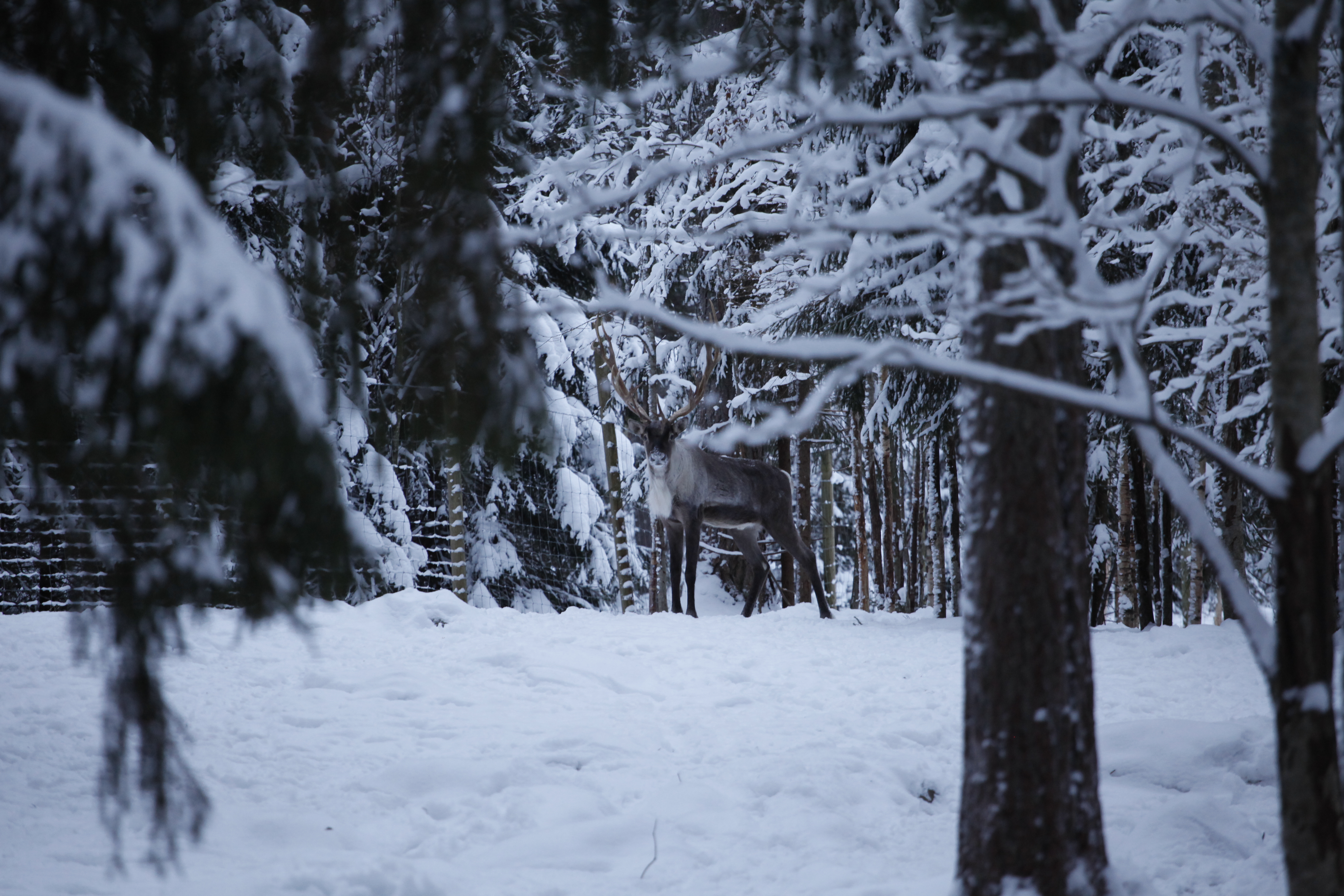 Muut metsäpeurat tarkkailivat Lakun lähtöä kiinnostuneena hyvän matkan päästä.