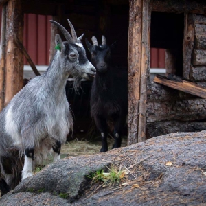 ahtarizoo farmi suomenvuohi