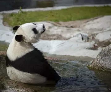 Lumi ja Pyry jäävät toistaiseksi Ähtärin eläinpuistoon